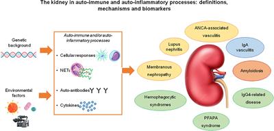 Editorial: The kidney in auto-immune and auto-inflammatory processes: Definitions, mechanisms, and biomarkers